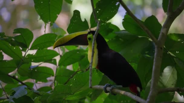 Castagno Uccello Tucano Mandibola Appollaiato Sul Ramo Tra Foglie Lussureggianti — Video Stock