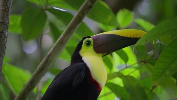 Close Chestnut Mandibled Toucan Vibrant Feathers Large Beak Green Leaves — Stock Video