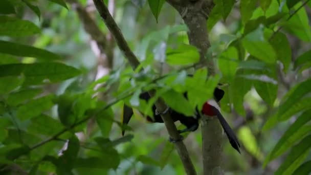 Kastanje Mandibled Toekan Vogel Neergestreken Tak Tussen Weelderige Fladderende Bladeren — Stockvideo