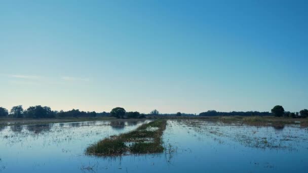 Vibranti Zone Umide Della Florida Sotto Cielo Cristallino Blu Orizzonte — Video Stock