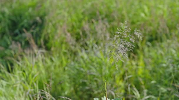 Tall Grass Sways Wind Blowing Spikelets Green Meadow Alaska — Stock Video