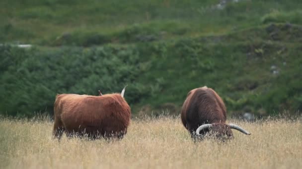 Highland Cows Field Escocia — Vídeos de Stock