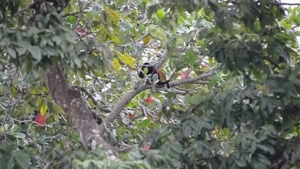 在哥斯达黎加沿海茂密的热带雨林里 一只毛茸茸的小猴子坐在树枝上 在全高清的Dslr画面中仍在放大 — 图库视频影像
