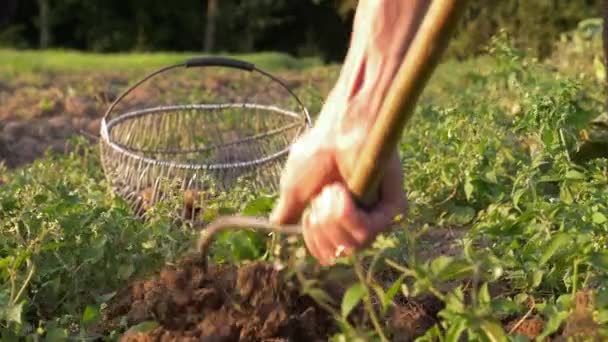 Eine Zeitlupenkamera Zeigt Einen Mann Der Sommer Frische Kartoffeln Erntet — Stockvideo