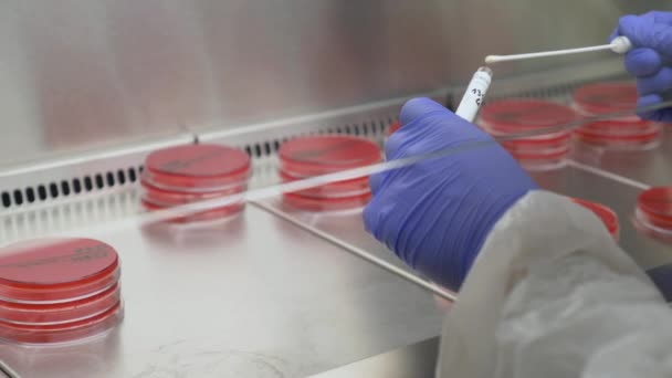 微生物学家手将样品放入实验后的慢镜头图像放回原处 Petri菜 实验室 — 图库视频影像