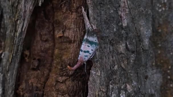 Lanternfly Pyrops Ducalis Dimanche Pluie Face Vers Bas Déplaçant Latéralement — Video