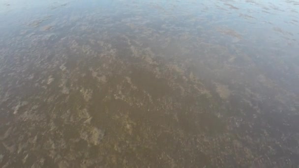 Den Reflekterande Sanden Nedanför Med Fåglarna Flyger Lågt Över Stranden — Stockvideo