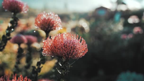 Makro Skott Exotiska Röda Blomman Leucospermum Vestitum Vild Växt Filmisk — Stockvideo