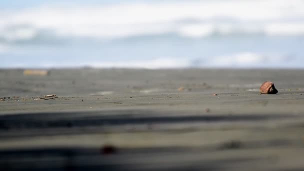 Het Zwarte Strand Van Cahuita Costa Rica Full Ondiepe Scherptediepte — Stockvideo