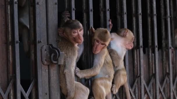 Tres Macacos Cola Larga Macaca Fascicularis Otro Viene Atravesar Puerta — Vídeos de Stock