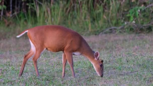 Barking Deer Muntiacus Muntjak Abaisse Avance Pour Brouter Juste Avant — Video