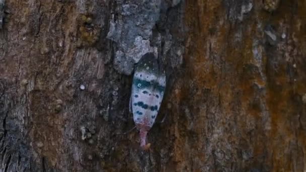 Lanternfly Pyrops Ducalis Dimanche Pluie Sur Écorce Arbre Tout Déplaçant — Video