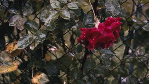 Upadły Czerwony Benjamin Britten Kwiat Róży Deszczowy Dzień Mokra Flora — Wideo stockowe