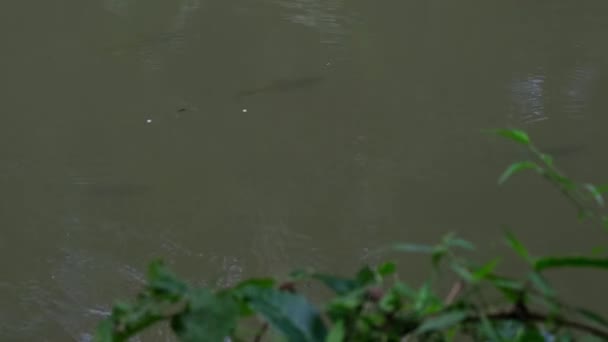 ブルック カープ ネオリソチラスは タイのカオ ヤイ国立公園で川を下る食べ物を探して川の流れと戦っているのを見た小さな学校を慰めています — ストック動画