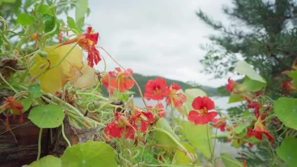 Belles Fleurs Nasturtium Près Rive Lac Norvège Statique — Video