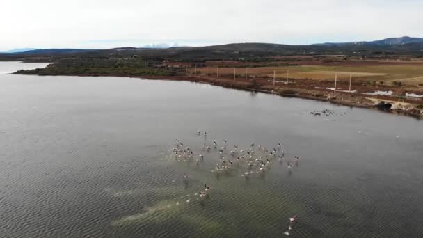 Aérien Troupeau Flamants Roses Dans Eau Commence Voler — Video