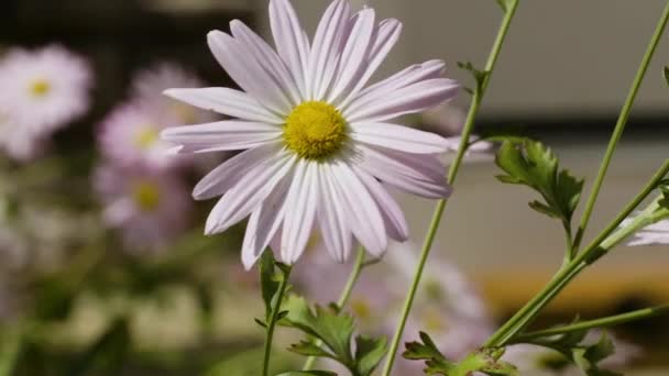 Margaritas Jardín Color Rosa Blanco Día Soleado Ventoso Otoño — Vídeo de stock