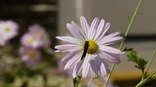 Moth Zittend Een Roze Witte Madeliefje Tijdens Een Zonnige Winderige — Stockvideo