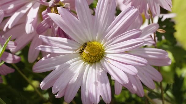 Honeybee Pink White Daisy Sunny Breezy Afternoon Autumn — Stock Video