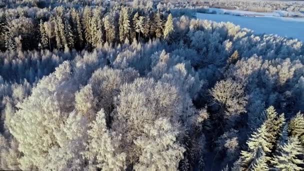 Flyg Bakåt Rörelse Sköt Över Snö Täckt Idyllisk Tallskog Vacker — Stockvideo