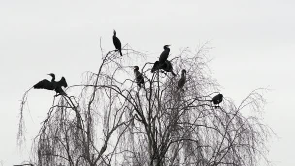 Group Jet Black Cormorant Birds Take Top Leafless Willow Tree — Stock Video