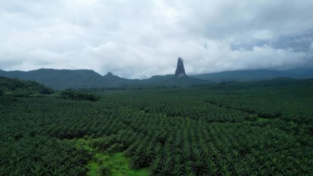 Vista Aérea Sobre Densas Árvores Tropicais Direção Montanha Pico Cao — Vídeo de Stock