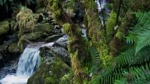 Close Pan Shot Tropical Pequena Cachoeira Fluindo Paisagem Musgosa Idílica — Vídeo de Stock