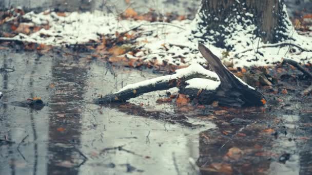 Primeira Neve Floresta Flocos Brancos Jazem Chão Molhado Folhas Decomposição — Vídeo de Stock