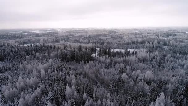 Skogsträd Dammade Snö Ogästvänligt Vinterlandskap — Stockvideo