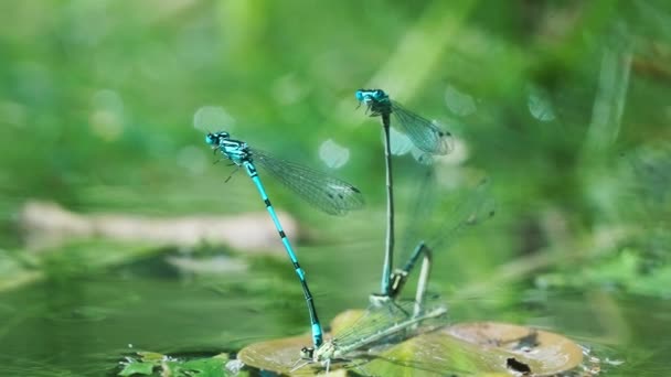 Libélulas Una Almohadilla Lirio Pantano Naturaleza Verde Junto Río Cerca — Vídeos de Stock