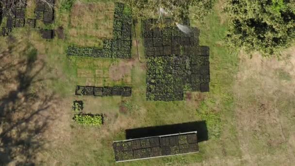 호스로 식물을 묘목으로 원예가의 위에서 수직으로 바라본 — 비디오