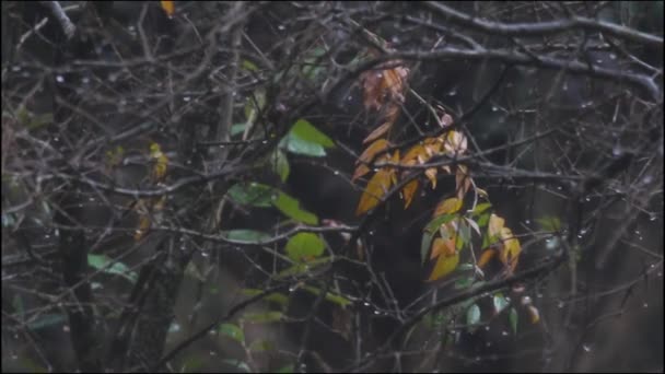 Lloviendo Sobre Hojas Árboles Otoñales — Vídeos de Stock