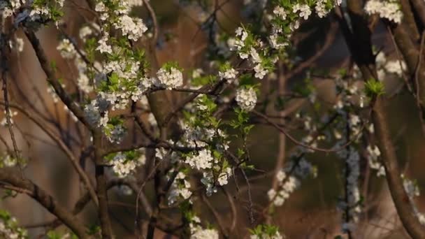 風に白い花のタイムラプス — ストック動画