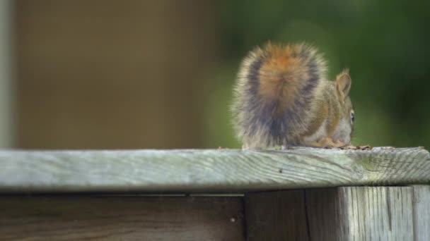 Slow Motion Show Van Een Pluizige Rode Eekhoorn Voeden — Stockvideo