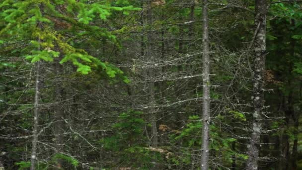 Pan Melintasi Hutan Liar Ontario Utara Yang Padat — Stok Video