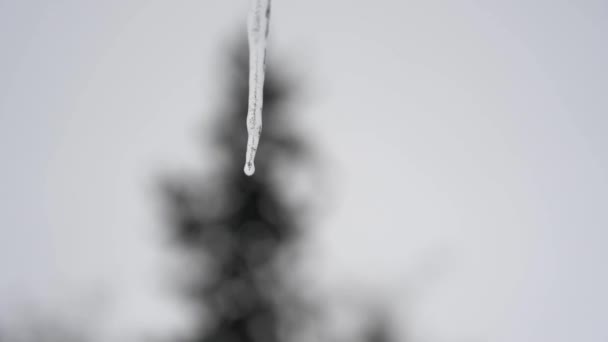 Stäng Upp Slow Motion Klipp Vatten Droppe Faller Änden Smältande — Stockvideo