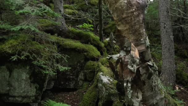 Explore Uma Árvore Bétula Caída Chão Floresta Dossel Uma Densa — Vídeo de Stock