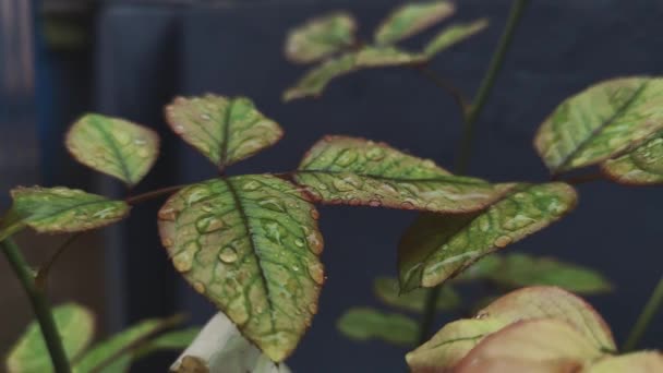 Langsame Bewegung Von Regenwassertröpfchen Auf Rosenblättern — Stockvideo