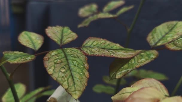 Movimento Lento Delle Gocce Acqua Piovana Sulle Foglie Rosa — Video Stock