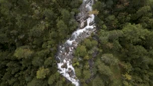 Aerial Top Drone Shot Stream Rapids Pine Tree Forest Agua — Vídeo de stock