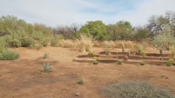 Arizona Jardín Cactus Del Desierto Sonora — Vídeos de Stock