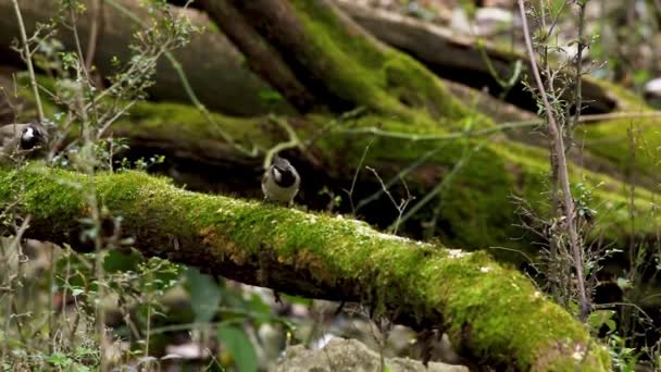 Bulbul Himalayano Mangiare Cibo Sul Persico — Video Stock