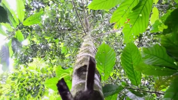 Orbit Sudut Rendah Sekitar Pohon Tipis Tinggi Dalam Hutan Kosta — Stok Video