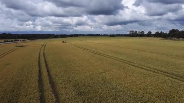 Aérea Campo Colza Amarilla Estonia — Vídeo de stock