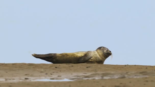 Pieczęć Leży Samotnie Piaszczystej Plaży Patrzy Prosto Kamerę Wildlife Zamknąć — Wideo stockowe