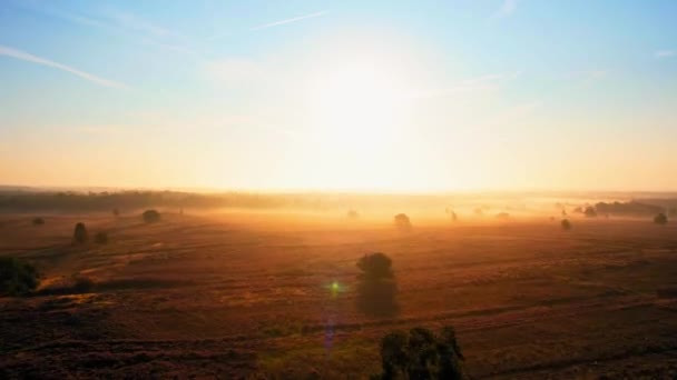 Kuru Tarım Arazisi Üzerinde Gün Batımında Uçuşu Gün Doğumunda Veluwe — Stok video