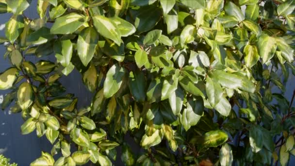 Euonymus Θάμνος Στο Ηνωμένο Βασίλειο Χειμερινό Κήπο Tilt — Αρχείο Βίντεο