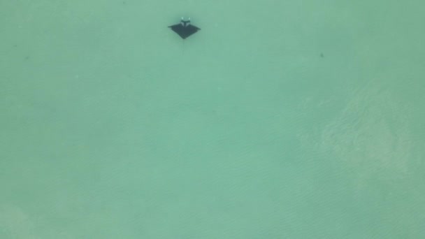 High Aerial Flyover Large Adult Manta Ray Swimming Turquoise Sea — Stock Video