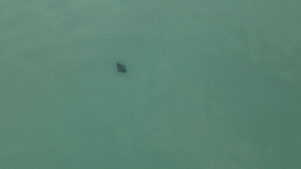 High Aerial Large Manta Ray Swimming Jade Green Ocean Water — Stock Video