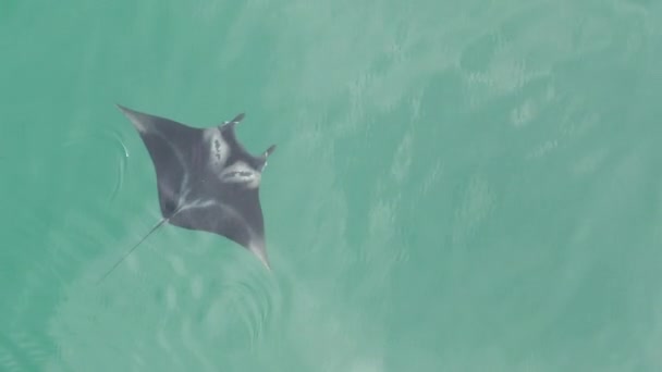 Manta Ray Unique Markings Left Side Frame Shallow Water — Stock Video